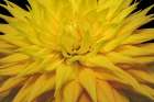 Yellow dahlia blossom, Bellevue Botanical Garden, Washington State, Usa. Art Print